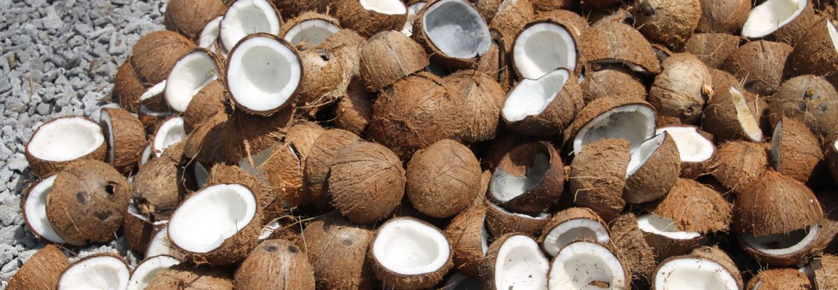 Coconuts parted for cobra making in the Marshall Islands